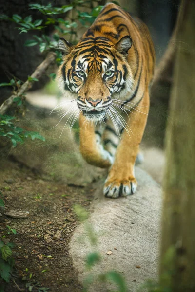 Primer plano de un tigre siberiano también conocido como tigre de Amur —  Fotos de Stock