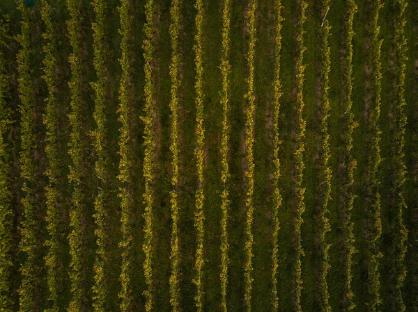 Letecký pohled na vinice polí v Evropě — Stock fotografie