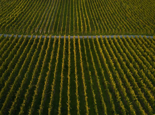 Vista aérea de los campos de viñedos en Europa — Foto de Stock