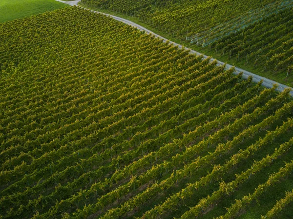 Letecký pohled na vinice polí v Evropě — Stock fotografie