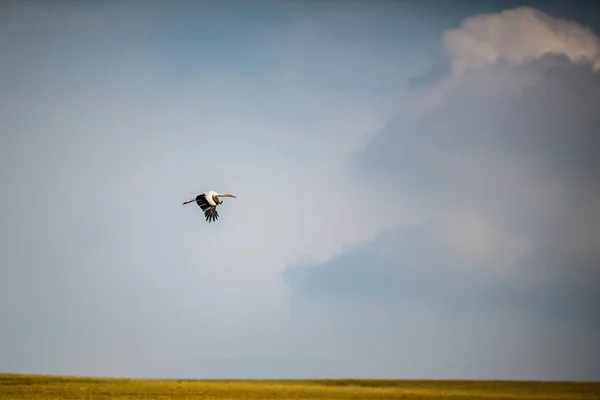 Белый аист в поле — стоковое фото