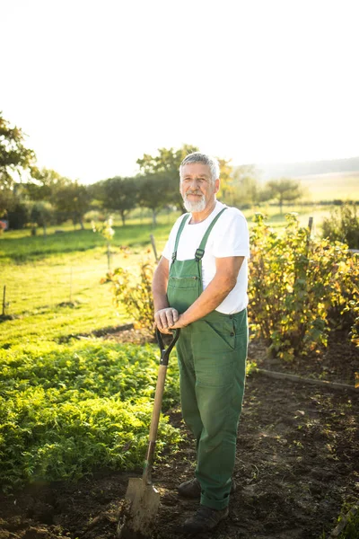 Giardinaggio senior nel suo giardino di permacultura — Foto Stock