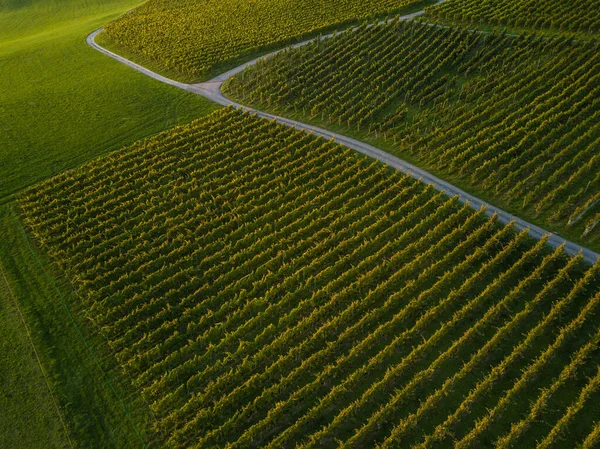 Letecký pohled na vinice polí v Evropě — Stock fotografie