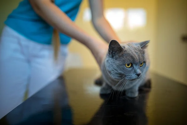 Nemocný, vystrašený, kočka čeká na ošetření — Stock fotografie