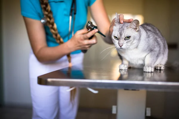 Gato doente sendo examinado por um médico veterinário em uma clínica veterinária — Fotografia de Stock