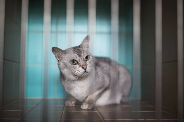 Hasta, korkmuş, bir veterinerin kafesinde tedavi bekleyen bir kedi. — Stok fotoğraf