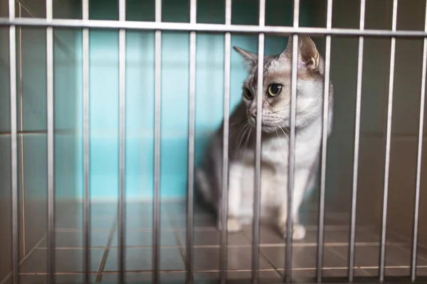 Nemocný, vyděšený, kočka čeká na ošetření v kleci veterináře — Stock fotografie