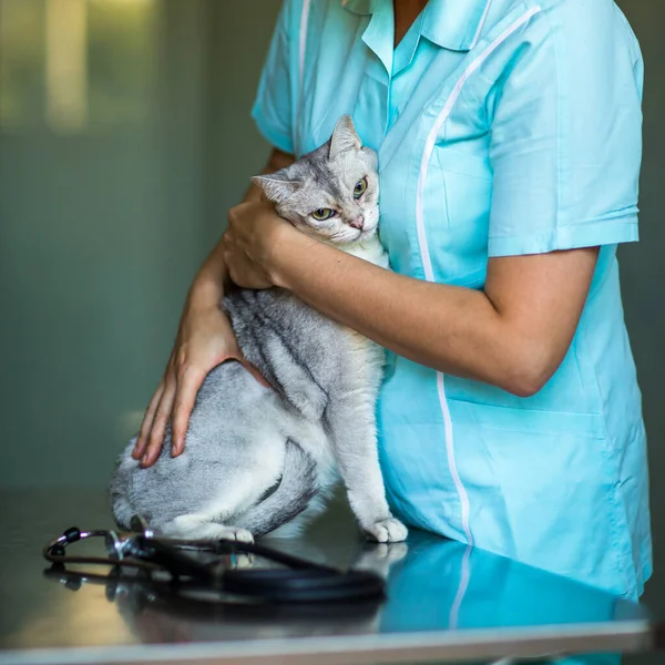 Gato doente sendo examinado por um médico veterinário em uma clínica veterinária — Fotografia de Stock