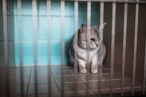 生病了，害怕了，猫在兽医的笼子里等着治疗 — 图库照片