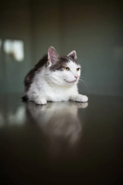 Хвора кішка обстежується ветеринарним лікарем у ветеринарній клініці — стокове фото