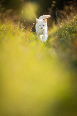 Güzel, genç bir kadın, büyük siyah köpeğiyle, sıcak akşam ışığında güneşli bir çayırda, birlikte oynuyorlar.