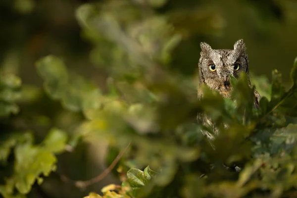 Avrasya Baykuşu Otus Scops Sonbahar Ormanlarında Bir Dalda Baykuş Avlıyor — Stok fotoğraf