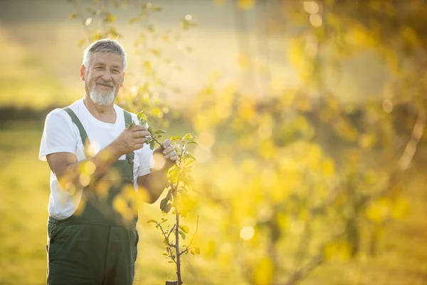 Senior Gärtner Gärtnert Seinem Permakultur Garten Junge Obstbäume Seinem Obstgarten — Stockfoto