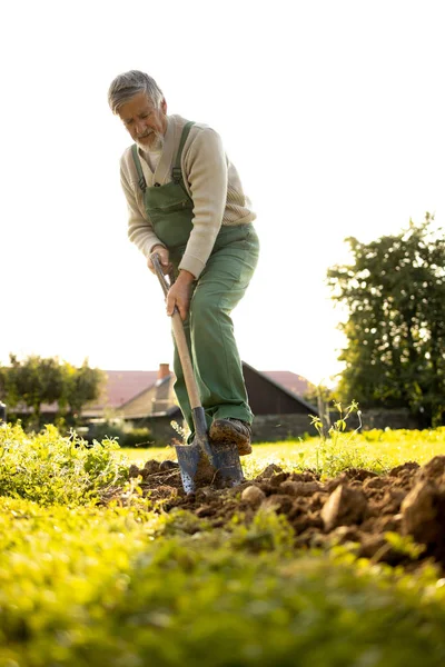 Tukang Kebun Senior Berkebun Kebun Permakultur Nya Menggunakan Sekop — Stok Foto