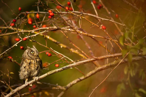 Сова Otus Scops Сова Small Scops Owl Ветке Осеннем Лесу — стоковое фото