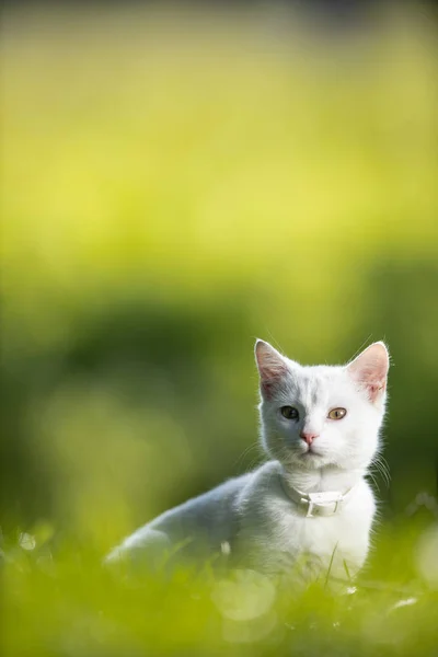 Extremely Cute White Kitten Lovely Meadow Playing Sweet Domestic Pet — Stock Photo, Image