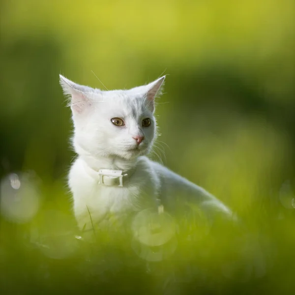 一只非常可爱的白猫在一个可爱的草地上玩耍 外面是甜蜜的家养宠物在外面玩耍 — 图库照片