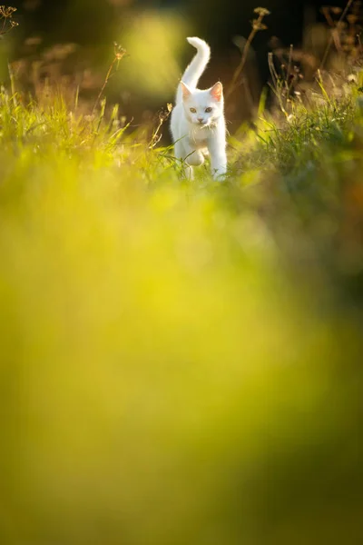 Uiterst Schattig Wit Poesje Een Heerlijk Weitje Buiten Spelend Lief — Stockfoto