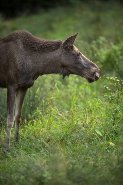Avrupa Moose, Alces alces, olarak da bilinen geyik