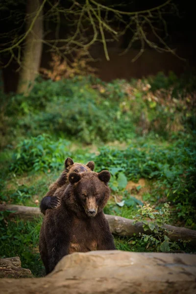 Ursus Arctos — 图库照片