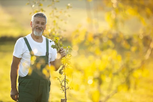Senior Trädgårdsmästare Trädgårdsskötsel Sin Permakultur Trädgård Kontrollera Unga Fruktträd Sin — Stockfoto