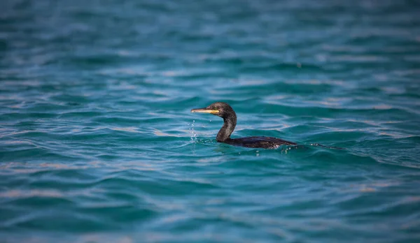 Italiaanse Zeekust Met Azuurhelder Water Natuur Achtergrond — Stockfoto