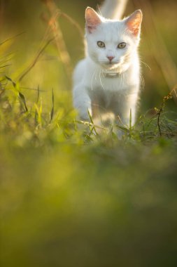 Güzel, genç bir kadın, büyük siyah köpeğiyle, sıcak akşam ışığında güneşli bir çayırda, birlikte oynuyorlar.