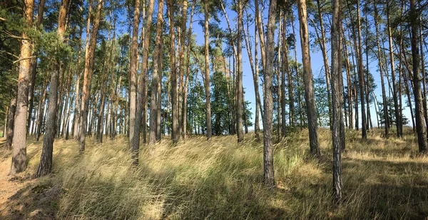 Prachtige Dennenbossen Panoramische Beeld Pijnbomen Hoog Gras Verlicht Door Warme — Stockfoto