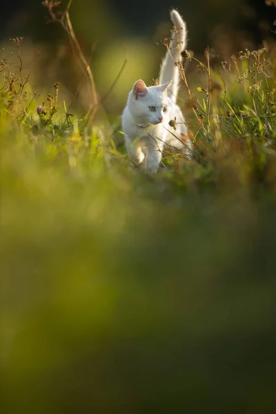 Mooie Jonge Vrouw Met Haar Grote Zwarte Hond Een Mooie — Stockfoto