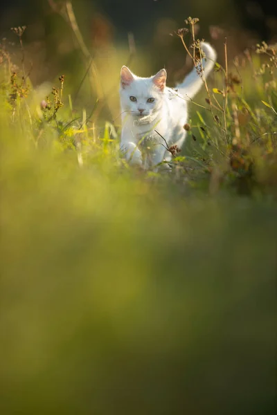 Pretty Young Woman Her Large Black Dog Lovely Sunlit Meadow — Stock Photo, Image