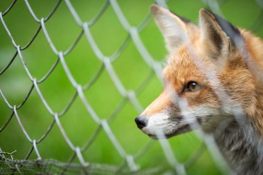 Kızıl Tilki (Vulpes vulpes)