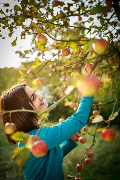 Jovem Bonita Colhendo Maçãs Pomar Divertindo Colhendo Frutos Maduros Trabalho — Fotografia de Stock