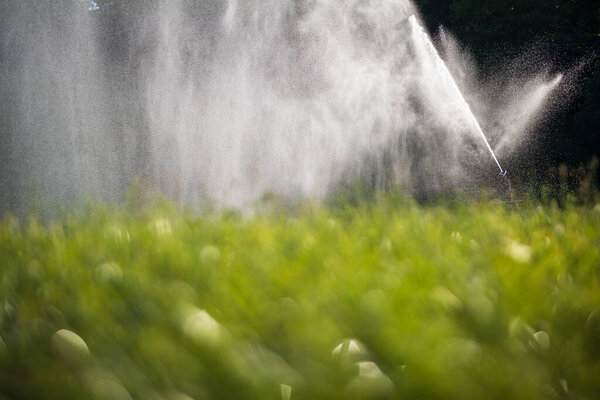 Intense agriculture corn fiekd being irrigatedwith huge amounts of water on a hot summer day