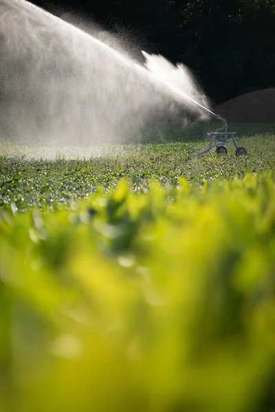 Intenzív Mezőgazdasági Kukoricaföldet Öntöznek Hatalmas Mennyiségű Vízzel Egy Forró Nyári — Stock Fotó