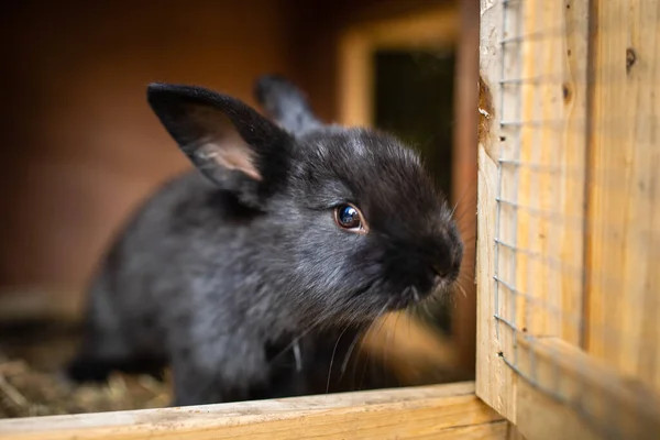 ファーム内のかわいい赤ちゃんウサギ — ストック写真