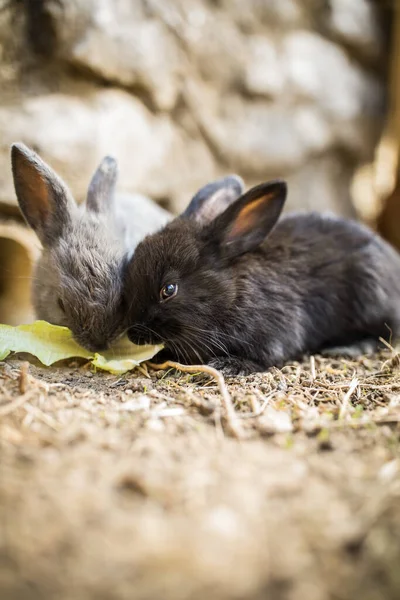 Cute baby rabbits in a farm