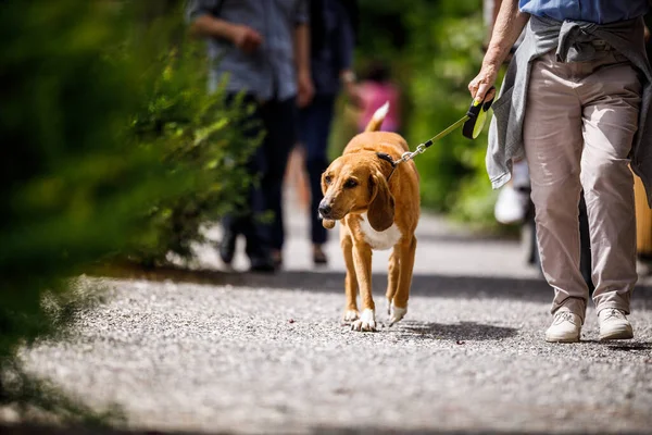 Schattige Oude Hond Wordt Begeleid Door Zijn Meester — Stockfoto