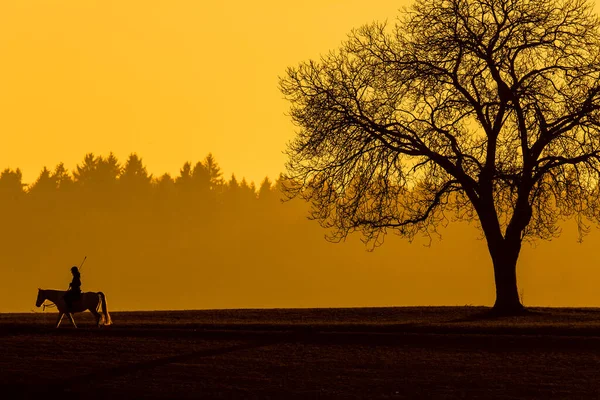 Sylwetka Młodego Człowieka Jeżdżącego Koniu Świeżym Powietrzu Piękny Słoneczny Wieczór — Zdjęcie stockowe