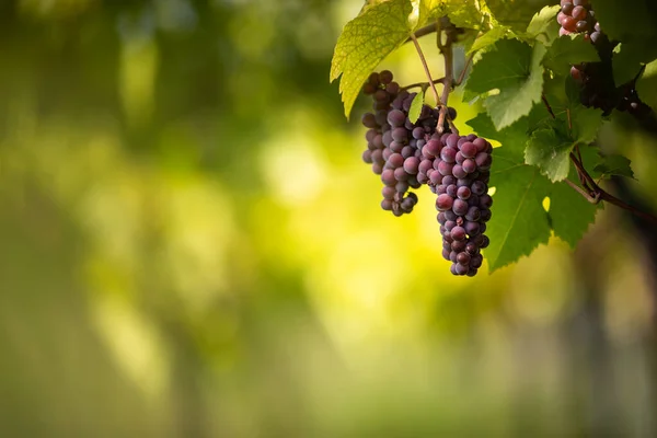 Grandi Grappoli Uva Vino Rosso Pendono Vecchio Vitigno Calda Luce — Foto Stock