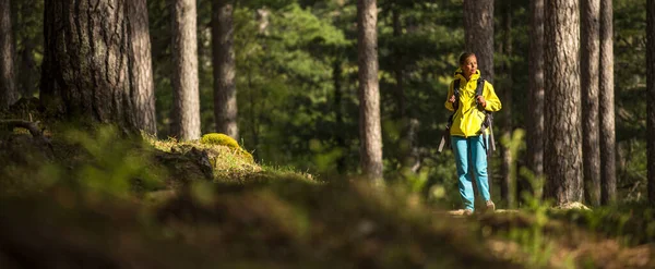Hermosa Joven Excursionista Caminando Través Espléndido Bosque Pinos Viejos Dof — Foto de Stock