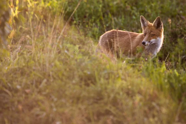 Raposa Vermelha Seu Habitat Natural Tiro Vida Selvagem — Fotografia de Stock