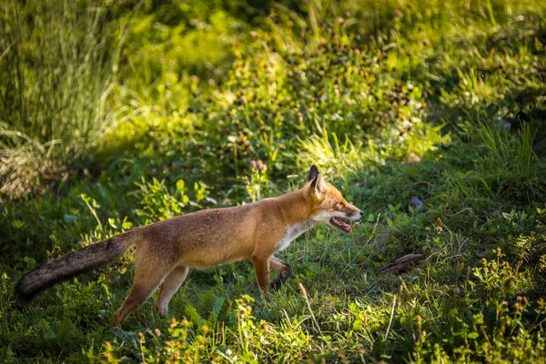 Rotfuchs Seinem Natürlichen Lebensraum Wildtiere Erschossen — Stockfoto