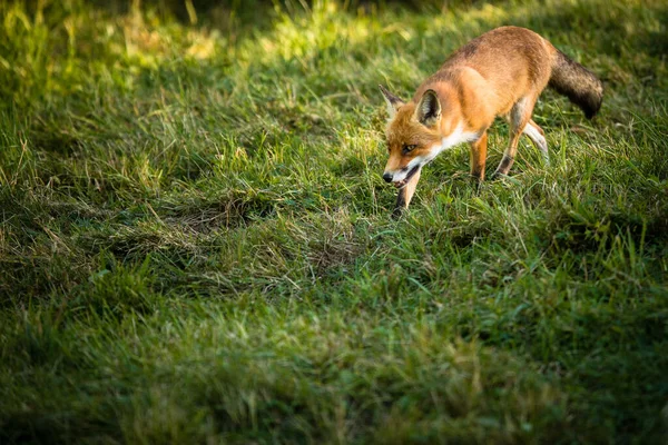 Raposa Vermelha Seu Habitat Natural Tiro Vida Selvagem — Fotografia de Stock