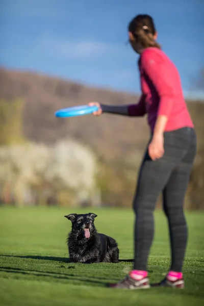 年轻妇女投掷 Freisbee 到她的黑狗户外 浅自由度 锐焦点 — 图库照片