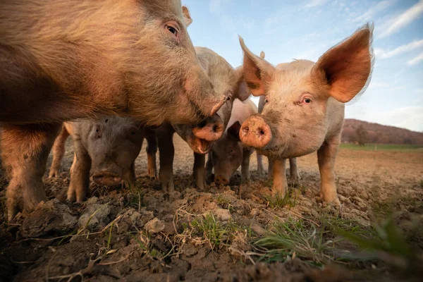 Porcos Comendo Prado Uma Fazenda Carne Orgânica Tiro Lente Largo — Fotografia de Stock