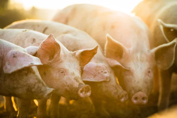 Pigs Eating Meadow Organic Meat Farm Wide Angle Lens Shot — Stock Photo, Image