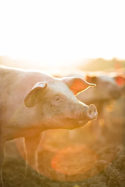 Cerdos Comiendo Prado Una Granja Carne Orgánica Tiro Lente Gran —  Fotos de Stock