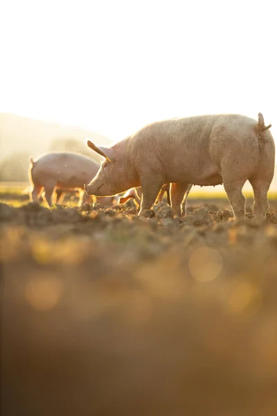 Pigs Eating Meadow Organic Meat Farm Wide Angle Lens Shot — Stock Photo, Image