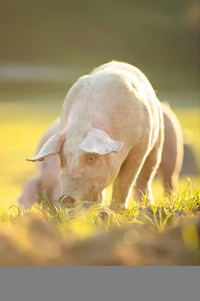 Schweine Fressen Auf Einer Wiese Einem Biobauernhof Weitwinkelobjektiv Geschossen — Stockfoto