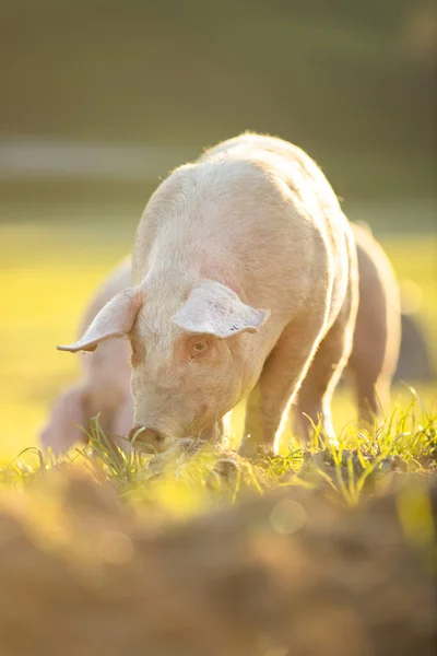 Świnie Jedzące Łące Ekologicznym Gospodarstwie Mięsnym Zdjęcie Szerokokątnego Obiektywu — Zdjęcie stockowe